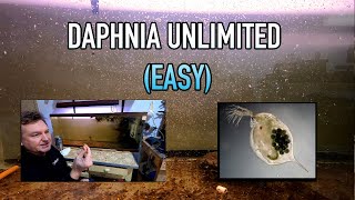 How I Raise Daphnia Water Fleas And You Can Too [upl. by Vergos804]