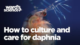 Caring and Culturing for Daphnia [upl. by Dona]