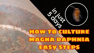 How to Culture Magna Daphnia Easily [upl. by Eirrem689]