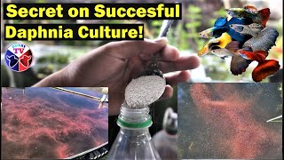 How to Culture Daphnia Successfully [upl. by Pricilla96]