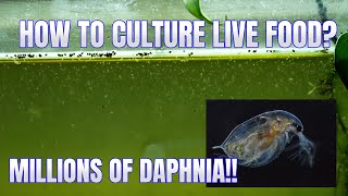 How to Culture Daphnia Secret Method to Breed MILLIONS  Simply Aquatic [upl. by Bravar]