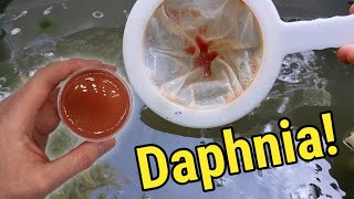 How I Culture Daphnia In Outdoor Tubs [upl. by My271]