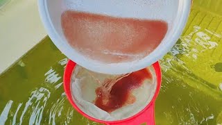 How to culture daphnia  Daphnia culture  How to grow daphnia outdoor [upl. by Llenyl]