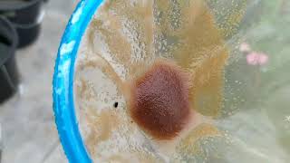 How to culture daphnia moina in a small container Part 1 English Subtitle [upl. by Nnahoj]