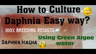 Daphnia MagnaHow to Culture Daphnia Easy wayCulturing Daphnia using Green water Daphnia [upl. by Brownson]