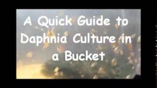 How to culture daphnia outside [upl. by Anavlis]