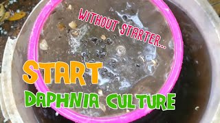 How to culture daphnia moina the easy way 1  Starting the Daphnia culture [upl. by Samuelson]