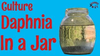 How to Culture Daphnia in a Jar [upl. by Aryek]