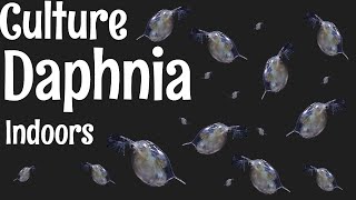 How to Culture Daphnia [upl. by Armalda537]