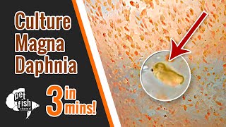 How to culture DAPHNIA MAGNA  The easy way [upl. by Nelaf114]