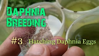 Daphnia Culture made simple and easy 3  Hatching Daphnia eggs [upl. by Charron]