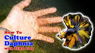 How to Culture Daphnia with ZERO Cost  Unlimited Live Food For Our Fish [upl. by Ntsyrk711]