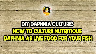 DIY Daphnia Culture How to Culture Nutritious Daphnia as Live Food for Your Fish [upl. by Lennod763]