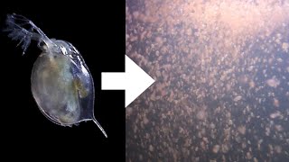 How I Culture Daphnia [upl. by Eedyak]