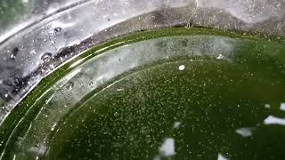 DAPHNIA MOINA CULTURE IN A SMALL BUCKET [upl. by Mosa994]