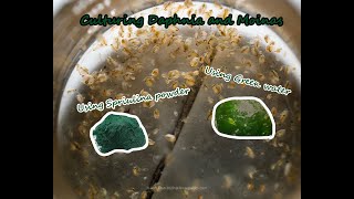 How To Culture Daphnia and Moinas using Green Water Spirulina powder [upl. by Ennairrek403]