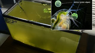 Raising Daphnia for the Freshwater Aquarium [upl. by Esinehc]