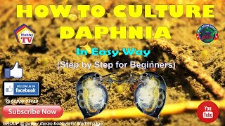 HOW TO CULTURE DAPHNIA In Easy Way [upl. by Pete]